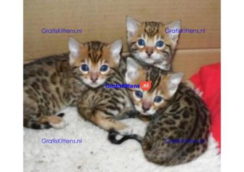 Vriendelijke Bengaalse kittens ter adoptie.