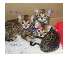 Vriendelijke Bengaalse kittens ter adoptie.