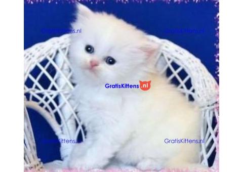 Gesocialiseerde Perzische kittens ter adoptie.