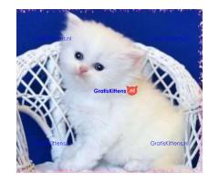 Gesocialiseerde Perzische kittens ter adoptie.