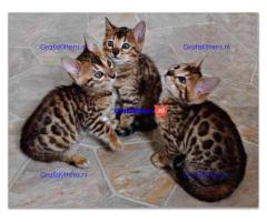 Intelligente Bengaalse kittens ter adoptie.