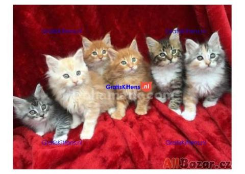 Lieve Maine Coon kittens ter adoptie