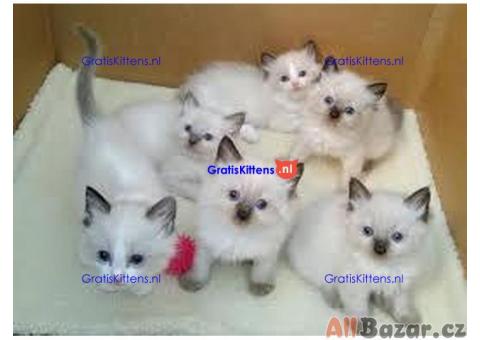 Schattige en charmante ragdoll kittens