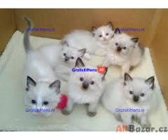 Schattige en charmante ragdoll kittens