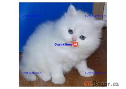 Perzische kittens ter adoptie
