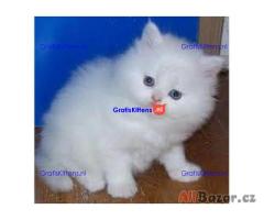 Perzische kittens ter adoptie