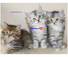 Vriendelijke Maine Coon kittens ter adoptie