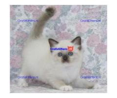 Ragdoll kittens ter adoptie