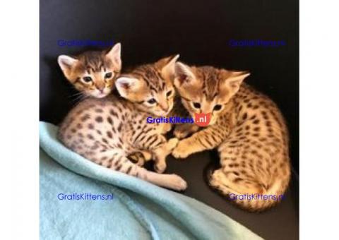 Savanah kittens te koop