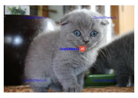 Show Scottish Fold Kittens