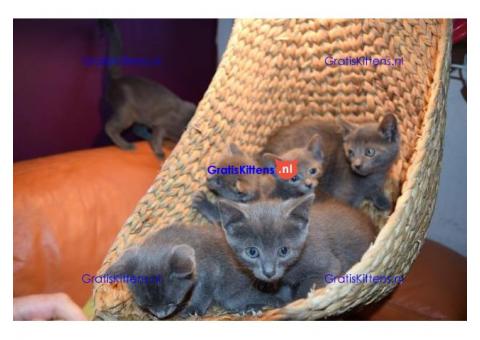 Prachtige mannelijke en vrouwelijke Pure Russian Blue kittens
