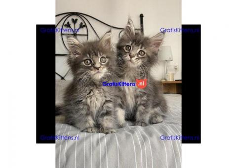 Stamboom Maine Coon Kittens