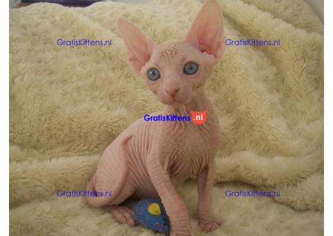 Mooie Sphynx-katjes.