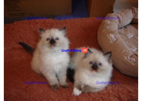 Prachtig Ragdoll-katje
