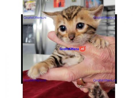 Mooie Bengaalse kittens,