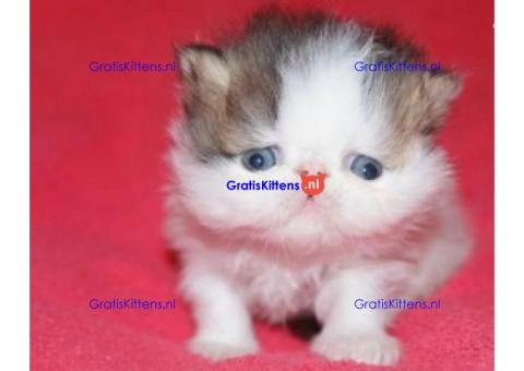 Perzische kittens