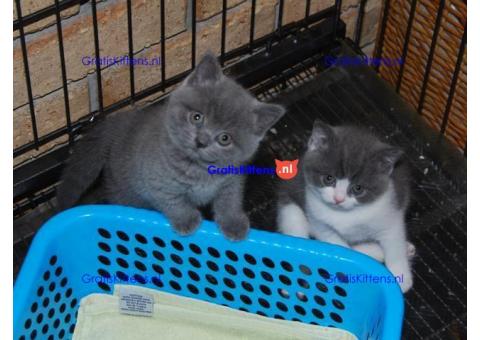 Britse korthaar kittens te koop.