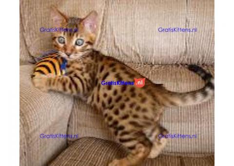 Bengaalse kittens beschikbaar