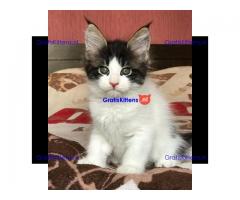 Maine coons te koop