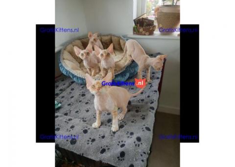 Devon Rex te koop