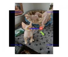 Devon Rex te koop