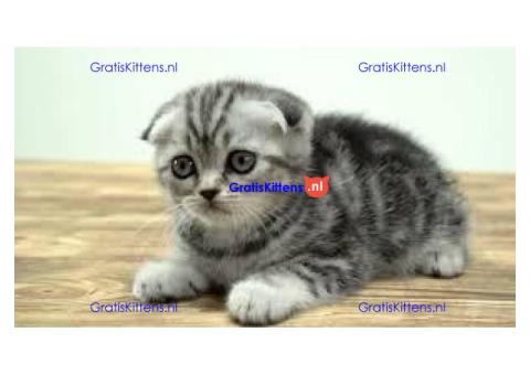 Blue eyed colour point scottish fold kittens