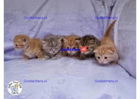 Schotse vouw en rechte kittens