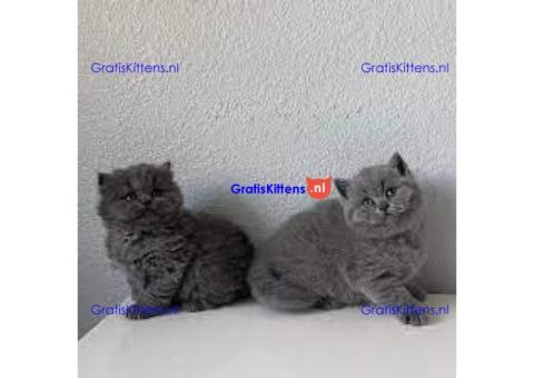 Goed opgeleide schattige Britse korthaar kittens.