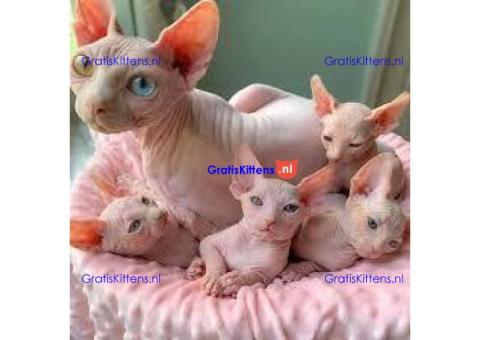 Sphynx-kittens beschikbaar voor herplaatsing