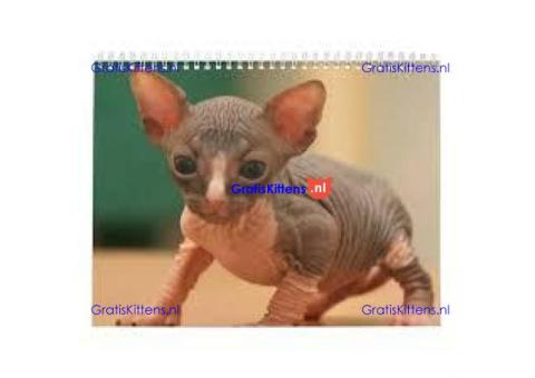 Blue Eyed Sphynx-kittens nu klaar