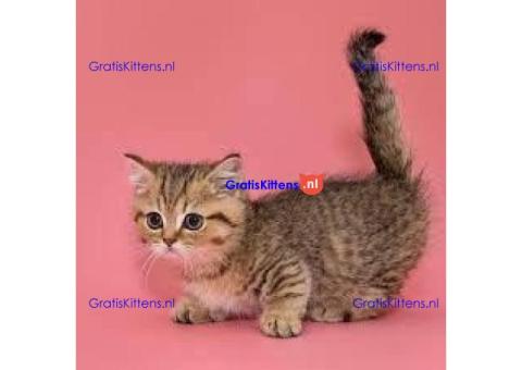 Munchkin-kittens te koop