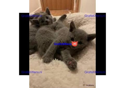 Russische Blues kitten te koop