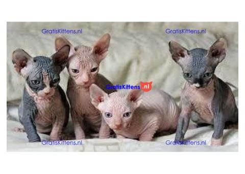 Prachtige Sphynx-kittens ter adoptie