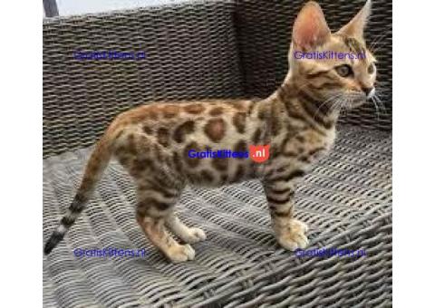 serval en F1 Savannah kittens te koop