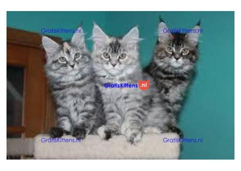 Maine coon kittens gratis