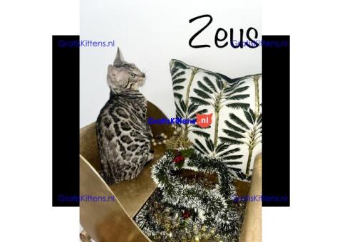 Starlight Bengaalse kittens klaar voor hun forever home