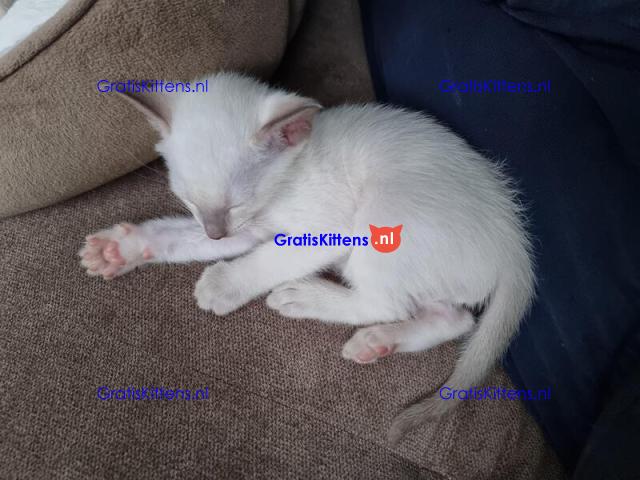 Siamese kittens te koop