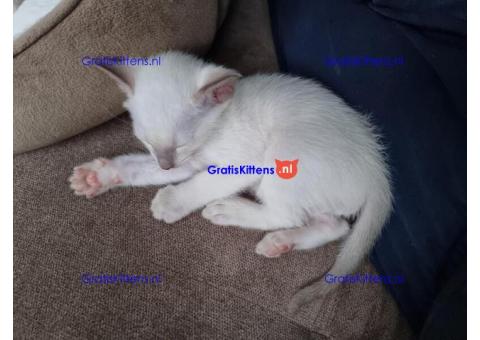 Siamese kittens te koop