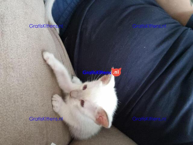 Siamese kittens te koop