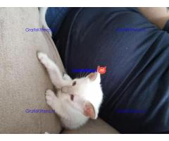 Siamese kittens te koop