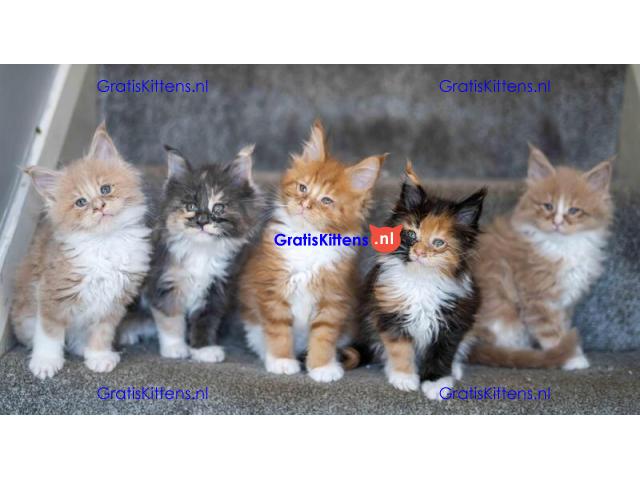 Prachtige TICA Maine Coon kittens