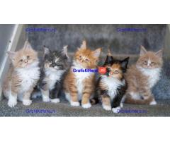 Prachtige TICA Maine Coon kittens