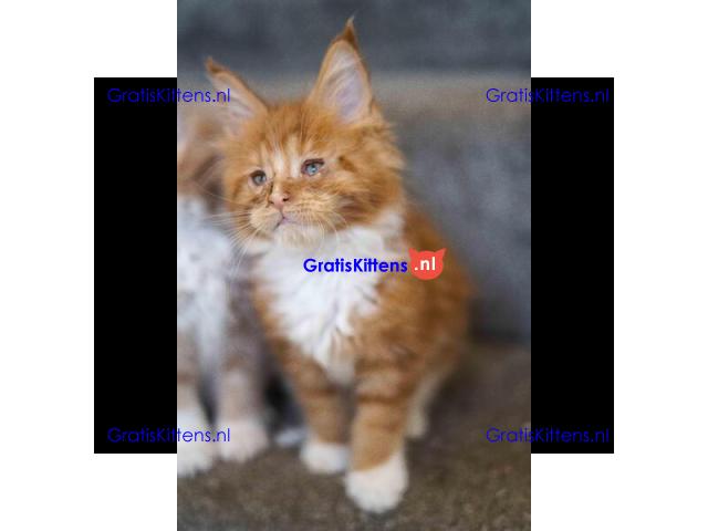 Prachtige TICA Maine Coon kittens