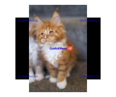 Prachtige TICA Maine Coon kittens