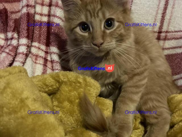 Rood tabby maine coon kitten