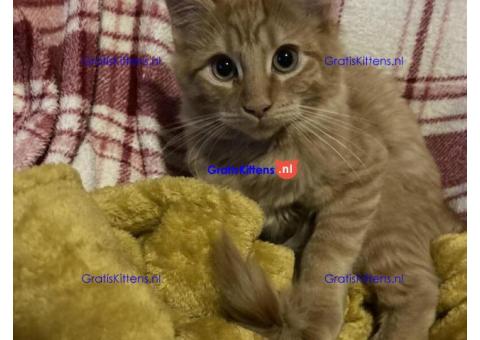 Rood tabby maine coon kitten