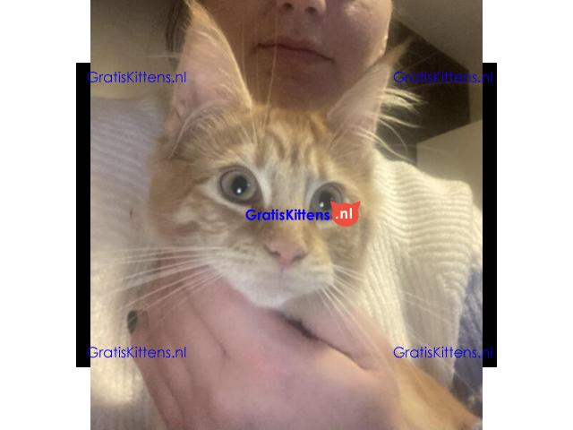 Rood tabby maine coon kitten