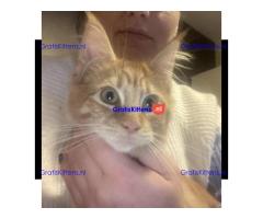 Rood tabby maine coon kitten