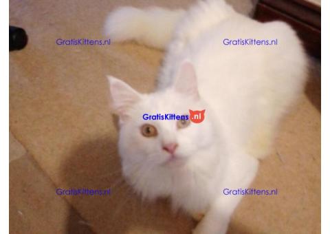 Puur witte Maine Coon, mooi en speels