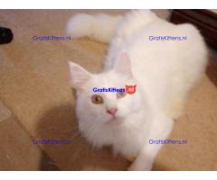 Puur witte Maine Coon, mooi en speels